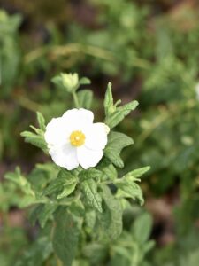 Cistus inflatus