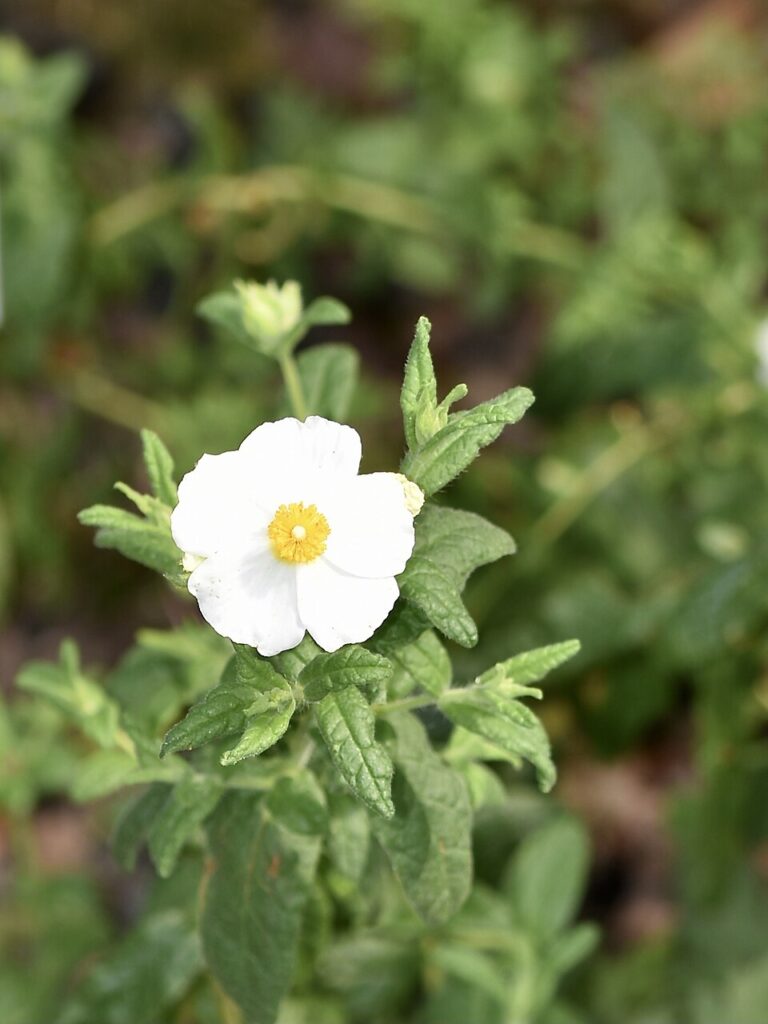 Cistus inflatus