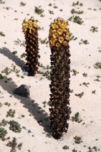 Cistanche phelypaea