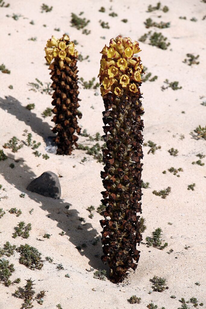 Cistanche phelypaea