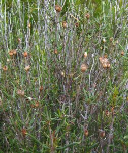 Cistus clusii