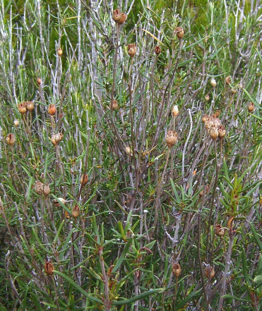 Cistus clusii
