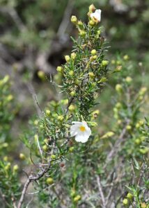 Cistus libanotis