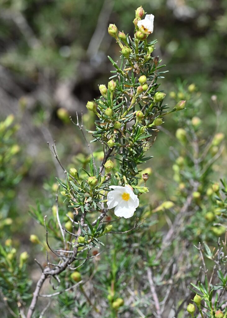 Cistus libanotis