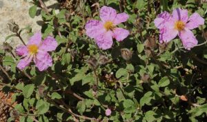 Cistus creticus