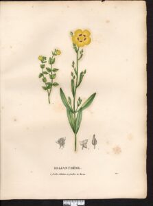 Cistus halimifolius