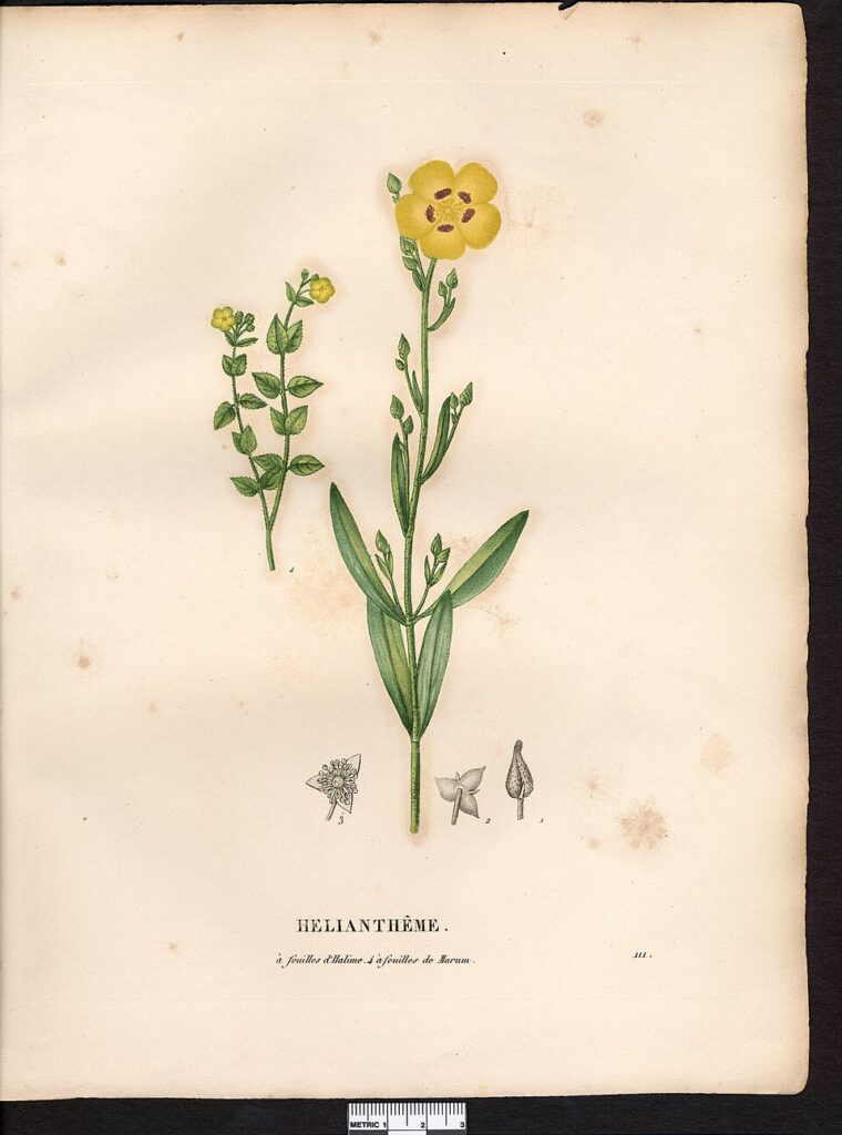 Helianthemum marifolium subsp. marifolium