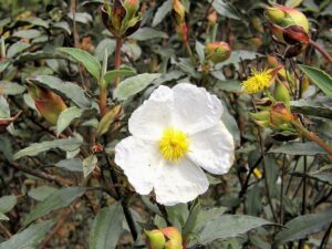 Cistus laurifolius