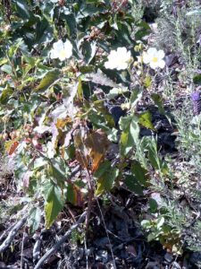 Cistus populifolius