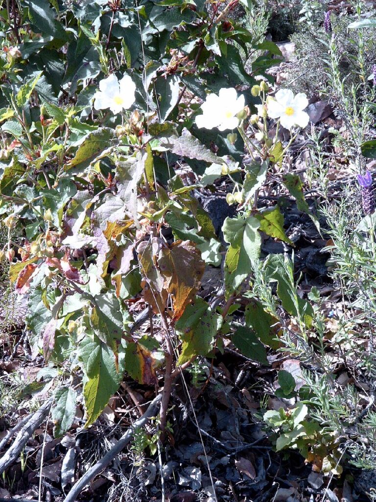 Cistus populifolius