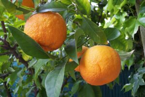 Citrus x aurantium