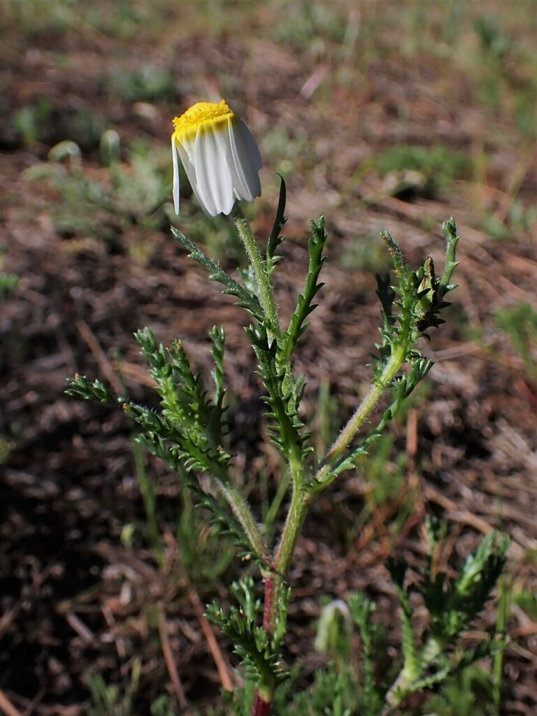 Cladanthus mixtus