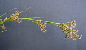 Cladium mariscus subsp. mariscus