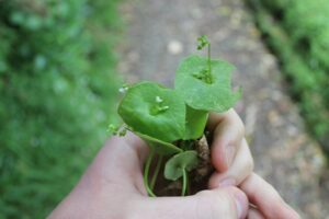 Claytonia perfoliata