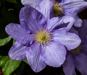 Clematis alpina