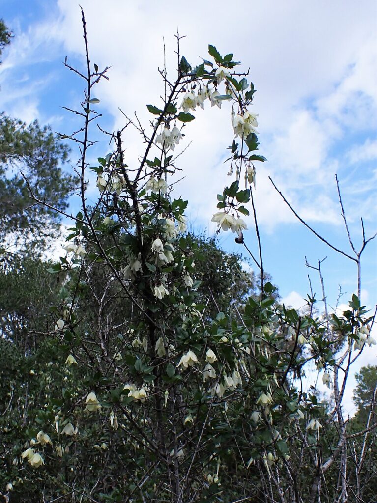 Clematis cirrhosa