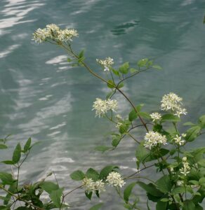 Clematis lathyrifolia