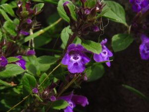 Clinopodium alpinum