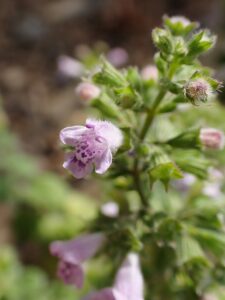 Clinopodium creticum