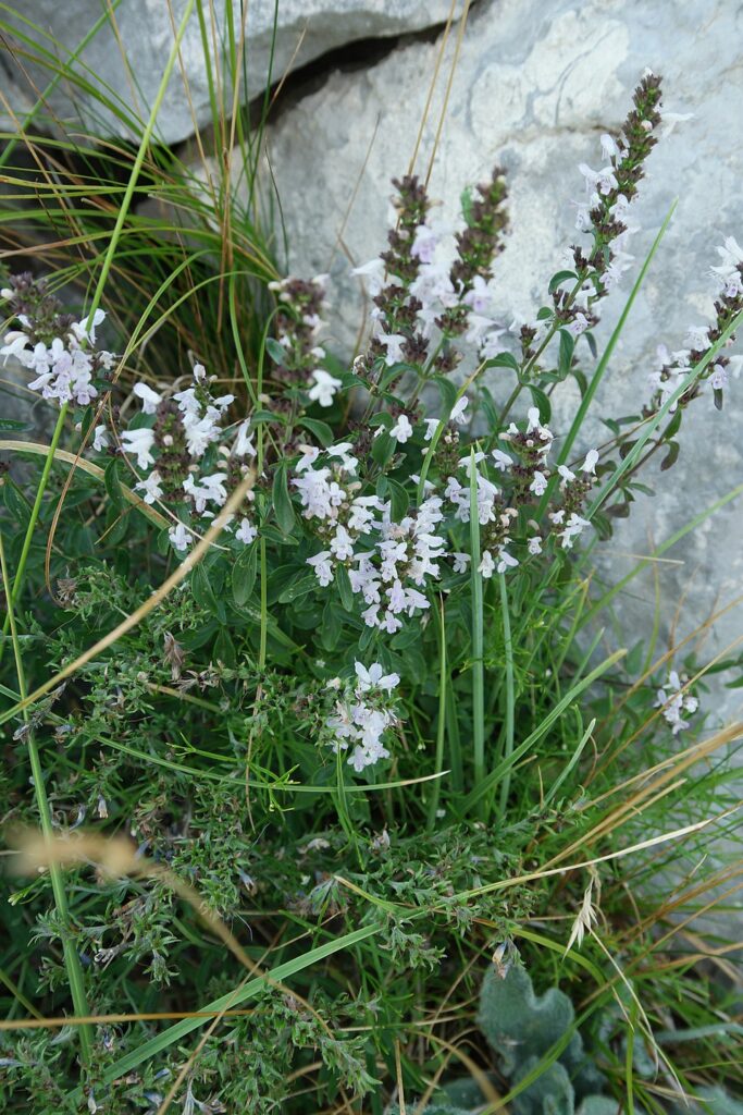 Clinopodium thymifolium