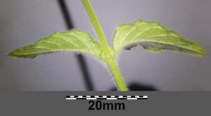 Clinopodium vulgare subsp. vulgare