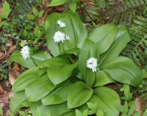 Clintonia udensis var. udensis