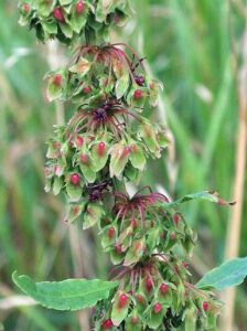 Rumex conglomeratus