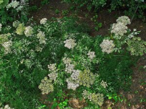 Selinum silaifolium