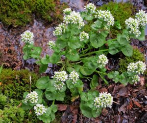 Cochlearia bavarica
