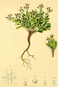 Cochlearia pyrenaica subsp. pyrenaica