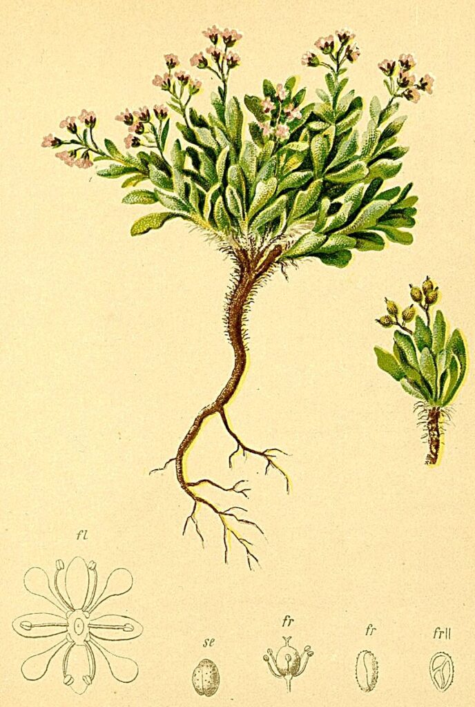 Cochlearia pyrenaica subsp. pyrenaica