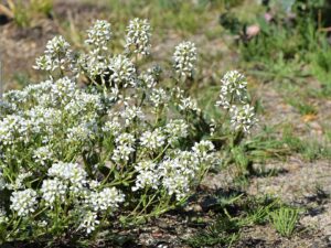 Cochlearia officinalis