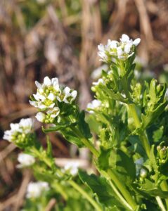Cochlearia pyrenaica