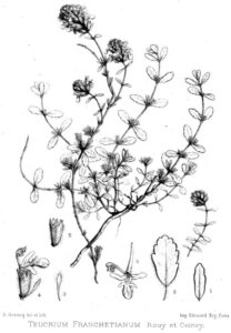 Teucrium franchetianum