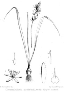 Ornithogalum concinnum