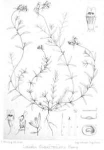 Linaria verticillata