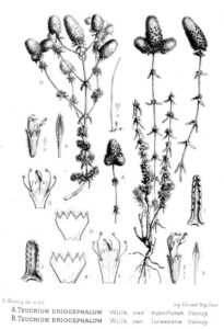 Teucrium eriocephalum