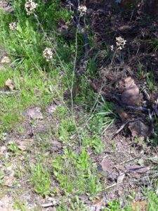 Coincya rupestris subsp. rupestris