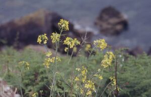 Coincya wrightii