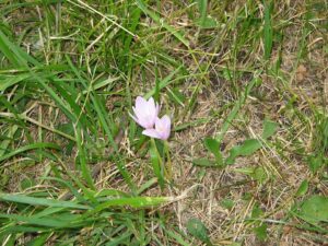 Colchicum alpinum