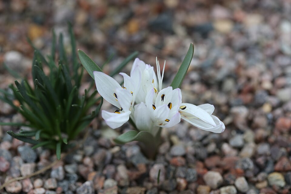 Colchicum atticum