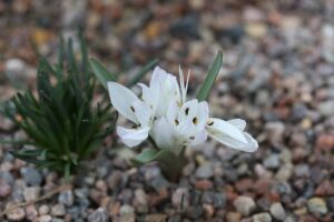 Colchicum atticum