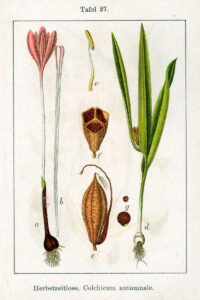 Colchicum multiflorum