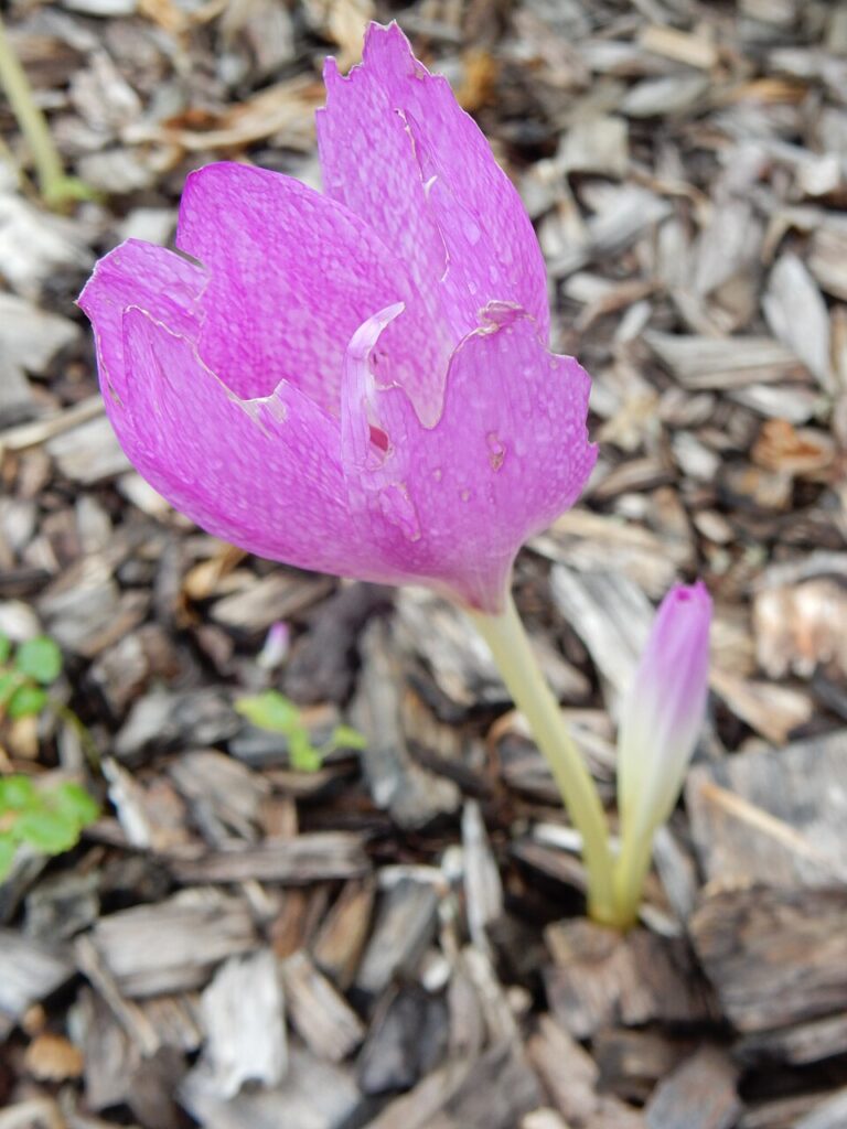 Colchicum bivonae