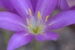 Colchicum boissieri