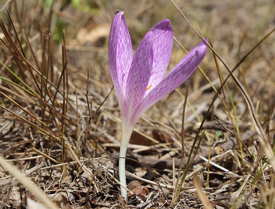 Colchicum chalcedonicum