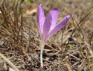 Colchicum chalcedonicum