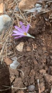 Colchicum filifolium
