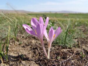 Colchicum laetum