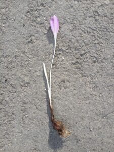 Colchicum neapolitanum